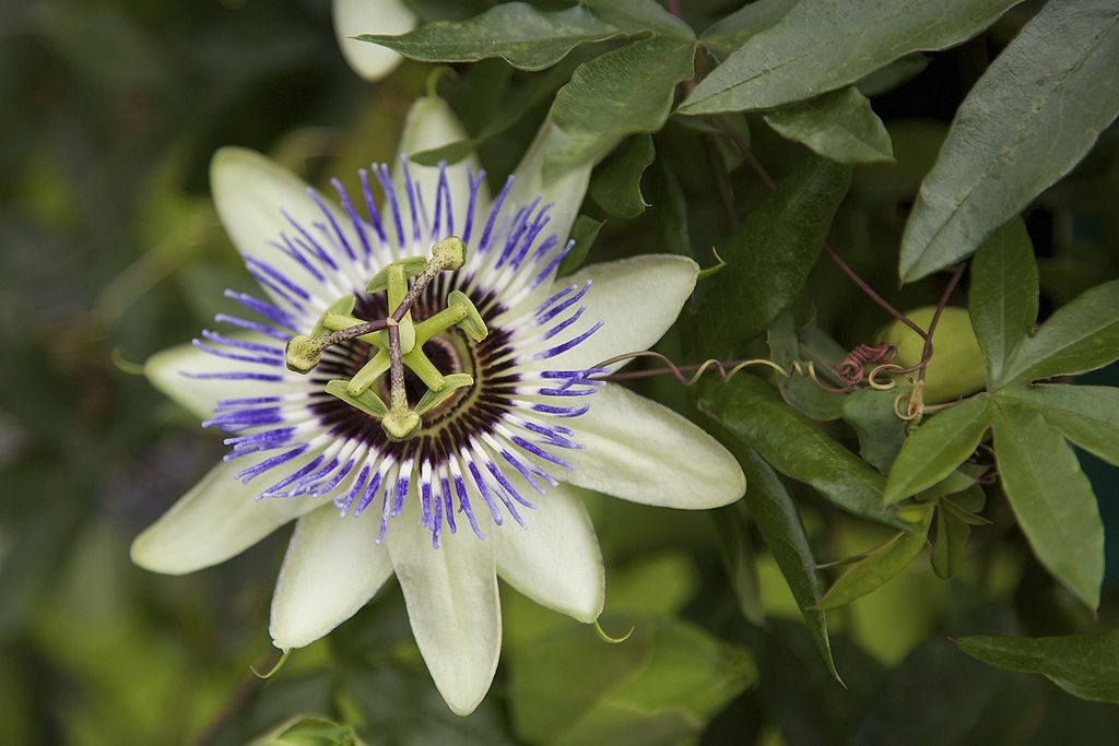 Passionsblume hilft bei Liebeskummer