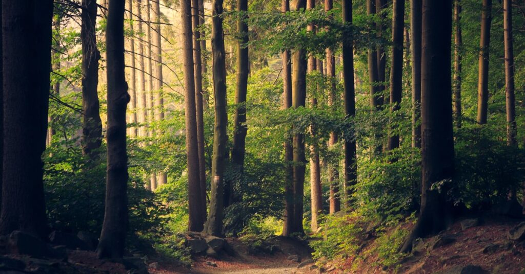 Sonnenlicht fällt durch Bäume im Wald, Symbolbild für Waldbaden gegen Liebeskummer