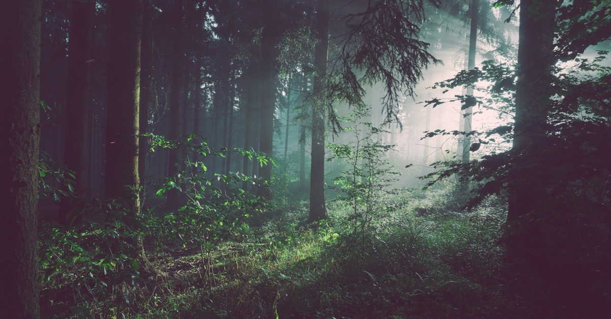 Person geht einen Waldweg entlang, Naturerfahrung als Hilfe bei Liebeskummer